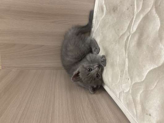 отдам котенка в добрые руки