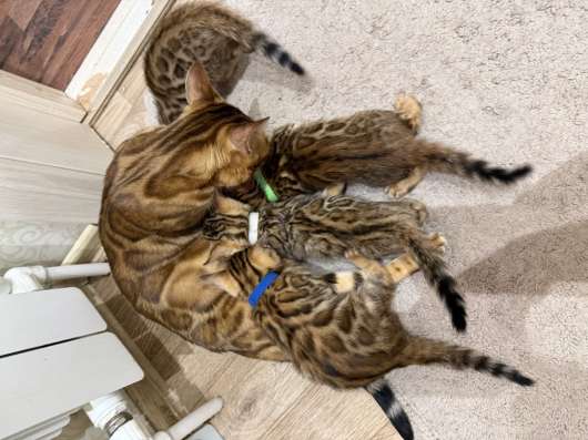 Бенгальские котята