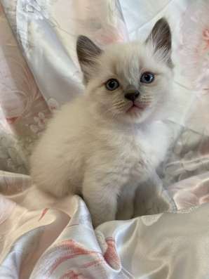 Котёнок 1,5 месяца мальчик в Дзержинске