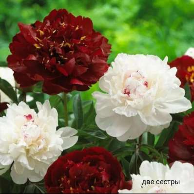 Пионы Элитные в Орске фото 5