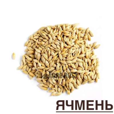 Ячмень яровой семена