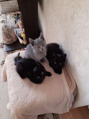 Британские котята в Пушкино фото 11