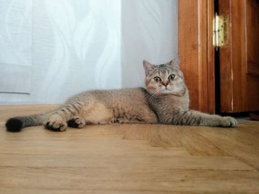 Шотладские котята