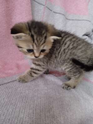 Шотландские котята фото 3