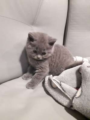 Британские котята