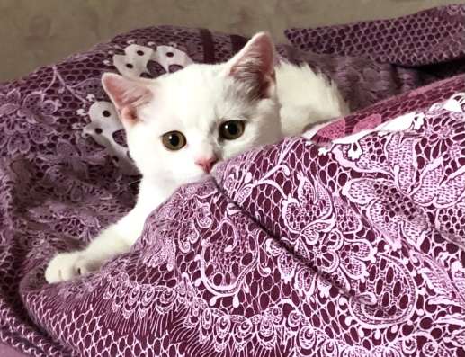 Продаётся шотландский котёнок в Серпухове