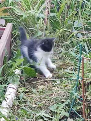 Котенок бесплатно в Владимире фото 6