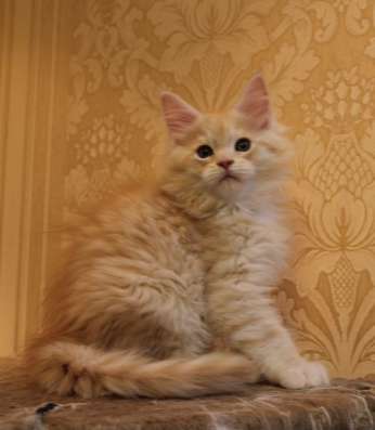 Котята Мейн-кун продажа в Санкт-Петербурге фото 6