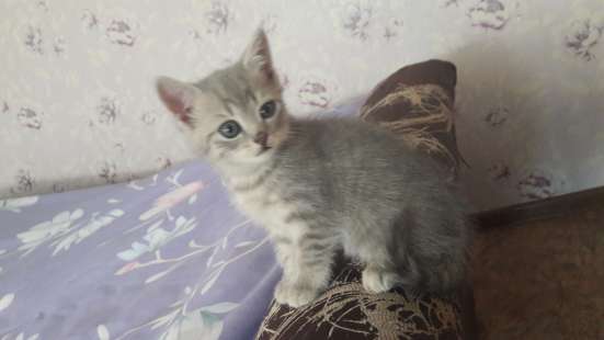 Продам британских котят в Белово