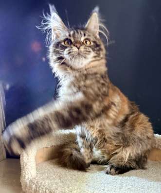 Котенок мейн кун