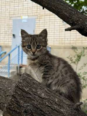 котенок