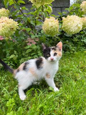 Котята ищут новый дом! в Калининграде
