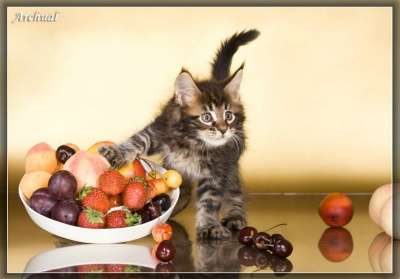 Чистокровные котята Мейн кун в Перми фото 7