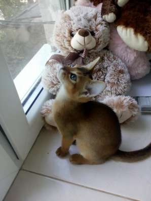 Abessinierkatze 3,5 Monate dringend фото 6
