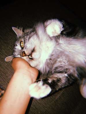 Отдам кота в хорошие руки