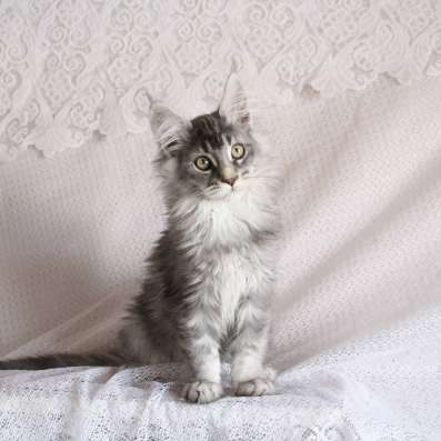Maine coons kittens в Новосибирске фото 4
