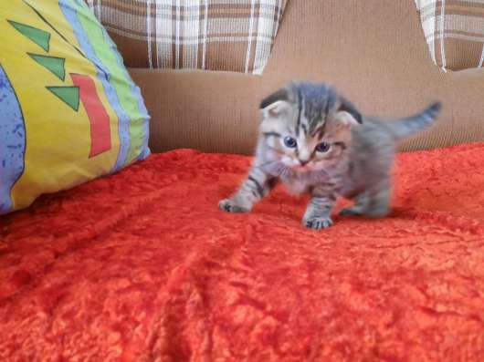 Продам Шотландских котят! в Пензе фото 3