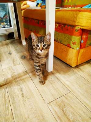 Котики в добрые руки в Краснознаменске