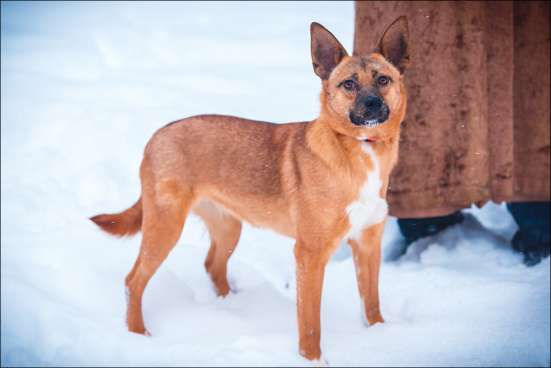 Чудесная собака Апельсинка ищет дом! в Москве фото 8