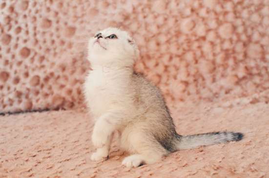 Belgeler ile yavru kedi satışı