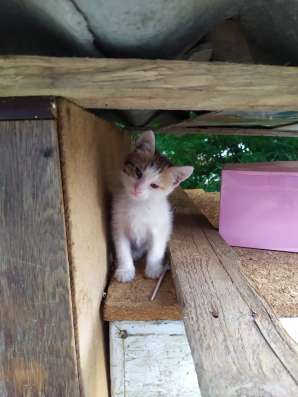 Котята, приносящие счастье в Новом Осколе фото 3