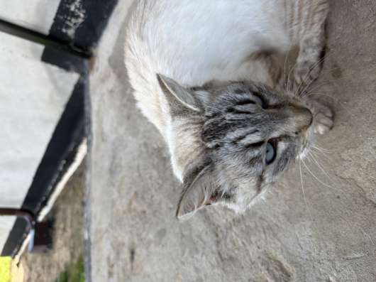 Кошка в Солнечногорске фото 3