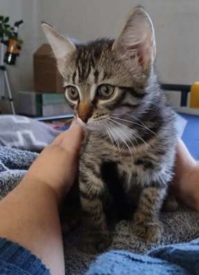 Ласковый котенок бесплатно.