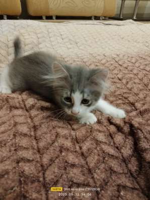 Котята в хорошие руки фото 5