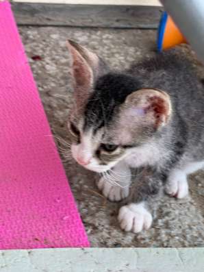Котята в добрые руки в Москве