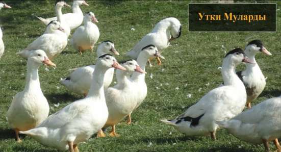 Утки муларды