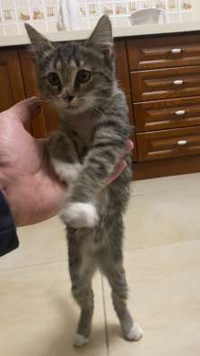 Ласковый котёнок в добрые руки