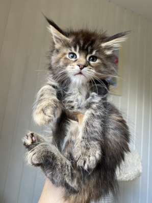 Kitten MaineCoon в Москве фото 10