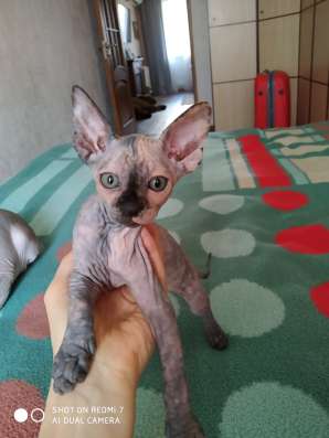 Котенок, канадский сфинкс. Девочка