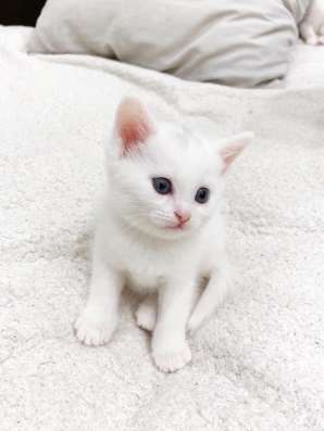 Шотландские котята в Домодедове фото 8