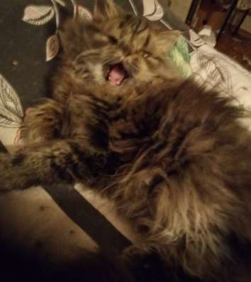 Клубные котята недорого