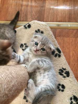 Шотландские котята в Кимре фото 5