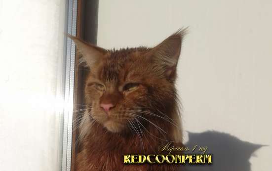 Котёнок менй кун красный солид. Шоу класс в Перми