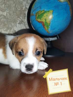 Малыши Джек Рассел Терьера