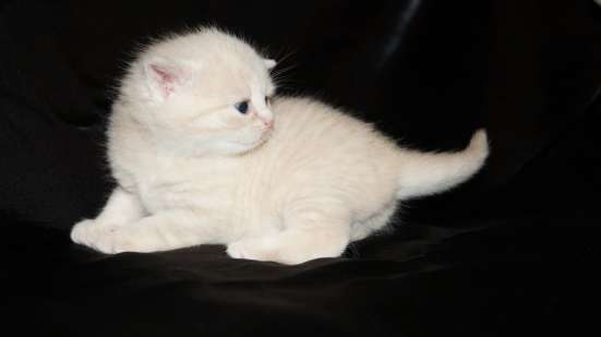 Продаются шотландский малыш в Йошкар-Оле фото 9