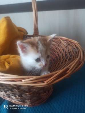 Котенок Рыжик в Краснодаре фото 13