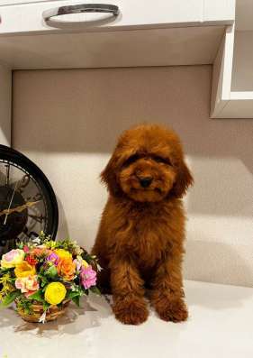 Toy POODLE/miniature фото 6