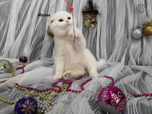 Под разведение котик фото 6