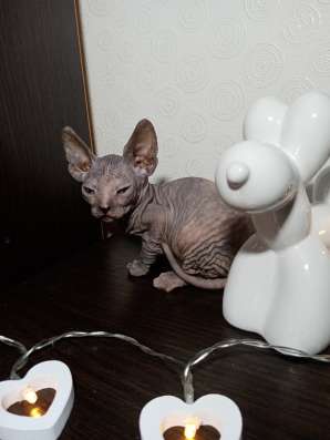 Котята донского сфинкса фото 10