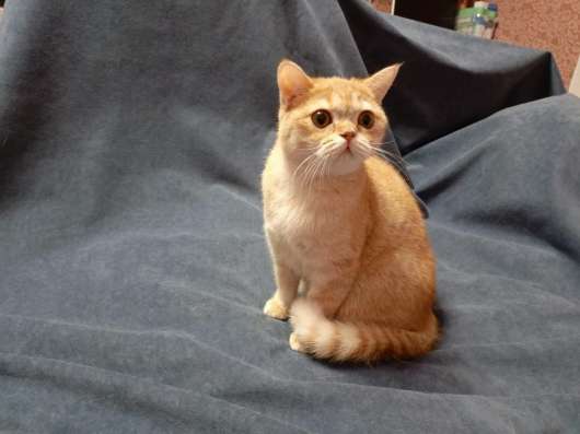 Котёнок британский и шотландский