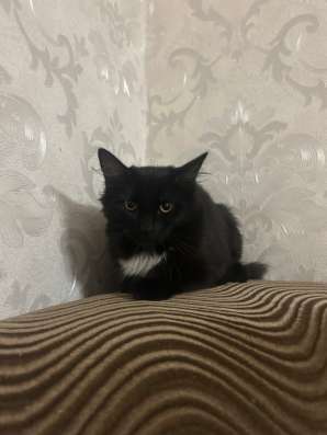 Отдам кошку в добрые руки в Самаре