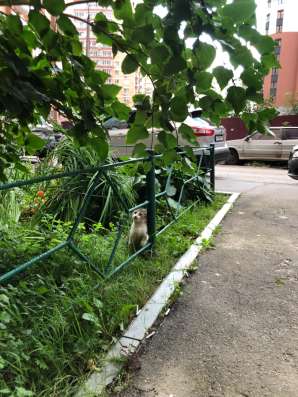 Котенок добрым людям в Подольске