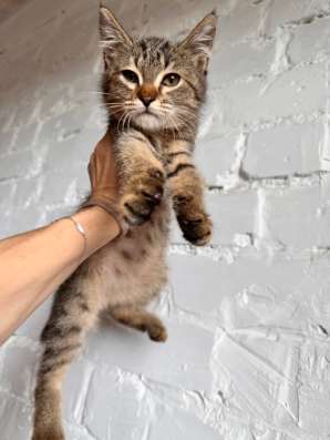Котенок мальчик. Отдаем в добрые руки в Владикавказе