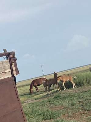 Продам лошадь в Саратове