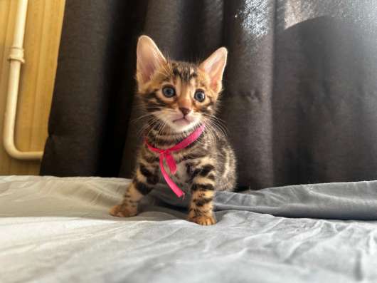 Бенгальские котята