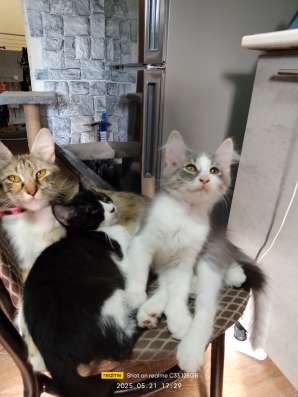Котята в хорошие руки фото 6